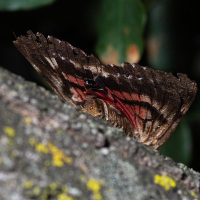 Catocala dilecta (stužkonoska plachá), HR, Jablanac