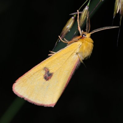 Diacrisia sannio (přástevník chrastavcový), Žebětín