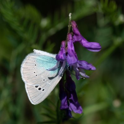Glaucopsyche alexis (modrásek kozincový), Hády