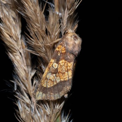 Gortyna flavago (šedavka diviznová), Henčov