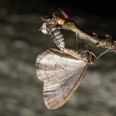 Operophtera brumata (píďalka podzimní), Helenčina studánka