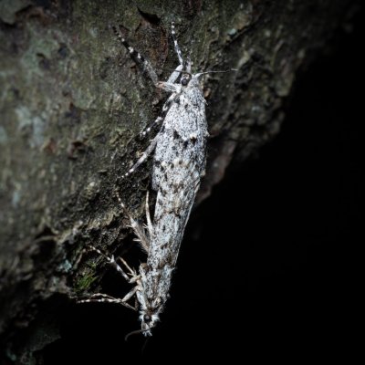 Diurnea fagella (šedivěnka jarní), Helenčina studánka