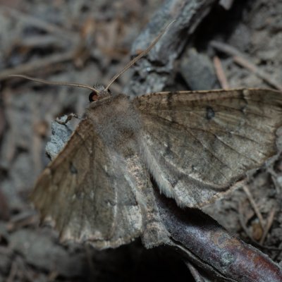 Odontopera bidentata (zejkovec dvojzubý), Devět křížů