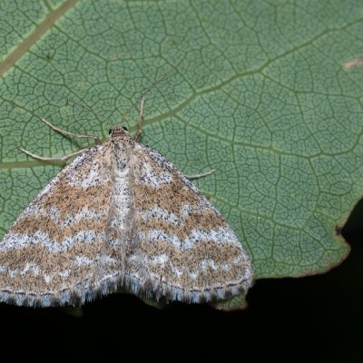 Scopula immorata (vlnopásník kostkovaný), Kývalka