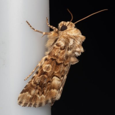 Hadena irregularis (můra ušnicová), NPP Váté písky