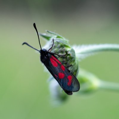 Zygaena loti (vřetenuška kozincová), PP Obůrky - Třeštěnec