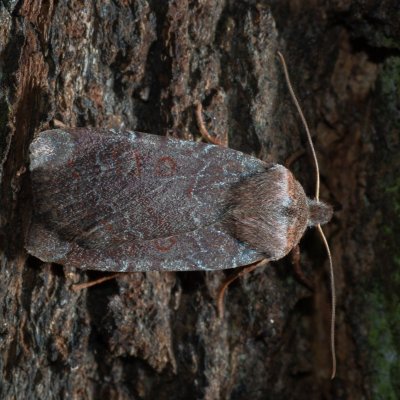 Conistra vaccinii (zimovnice brusnicová), Kamenný vrch