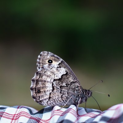 Hipparchia fagi (okáč medyňkový), Hvízdalka, Omice