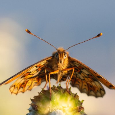 Boloria selene (perleťovec dvanáctitečný), PP Pohoří na Šumavě