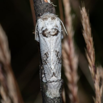 Parahypopta caestrum (drvopleň chřestový), NPP Pouzdřanská step - Kolby
