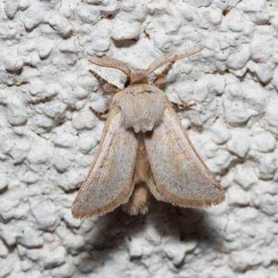 Episema tersa (jasnobarvec východní), HR, Jablanac