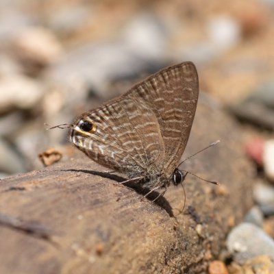 Ionolyce helicon (-), TH, Sri Phang Nga