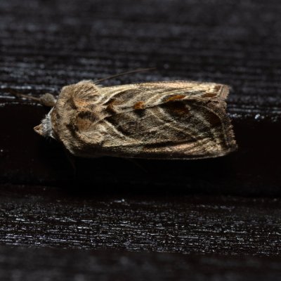 Euchalcia variabilis (kovolesklec horský), SK, Štôla