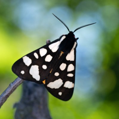 Arctia villica (přástevník špenátový), Podkomorská myslivna