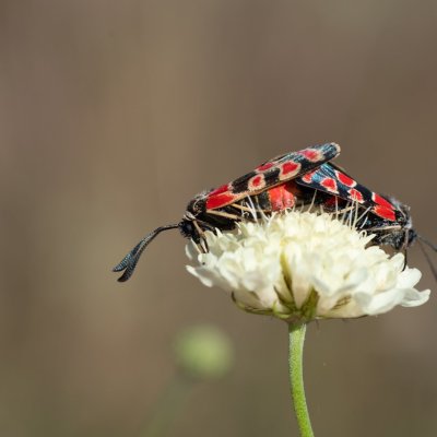 Zygaena carniolica (vřetenuška ligrusová), PR Kamenný vrch