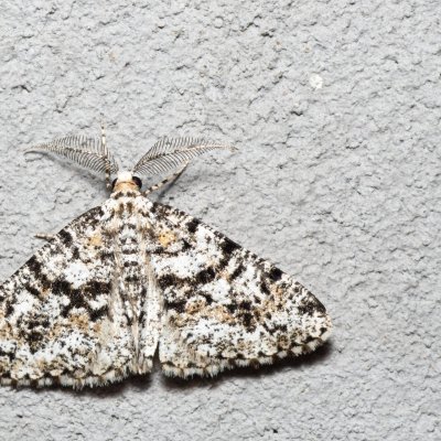 Fagivorina arenaria (různorožec černopásný), HR, Krasno