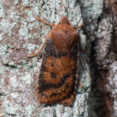 Conistra vaccinii (zimovnice brusnicová), Žebětín