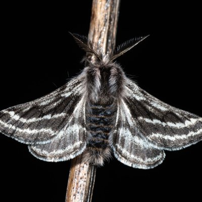 Lycia zonaria (drsnokřídlec bělopásný), PP Člupy