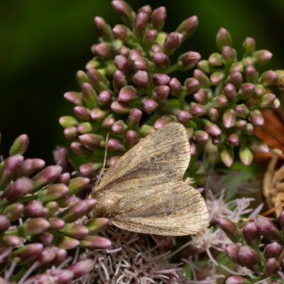 Archanara dissoluta (rákosnice běloskvrnná), Hády - Ruženin lom