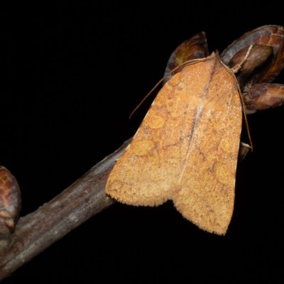 Jodia croceago (zlatokřídlec vzácný), PR Kamenný vrch