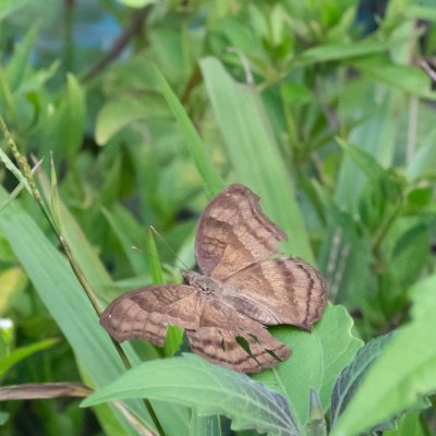 Junonia iphita (-), TH, Railay