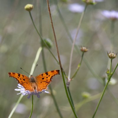 Polygonia egea (babočka drnavcová), GR, Giannades, Korfu