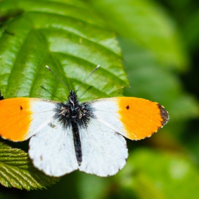 Anthocharis cardamines (bělásek řeřichový), Ríšova studánka