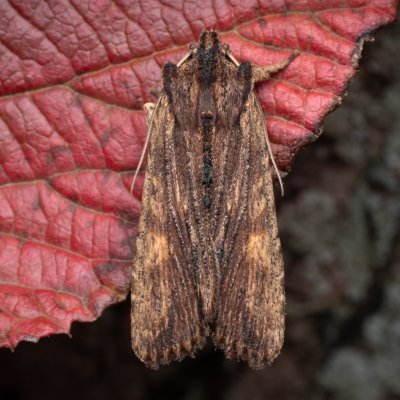 Lithophane semibrunnea (dřevobarvec hnědý), PP Kamenice u Hlohovce