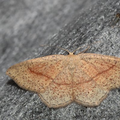 Cyclophora quercimontaria (očkovec rudopásný), Havranické vřesoviště