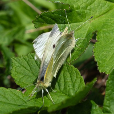 Pieris rapae (bělásek řepový), Česká Třebová