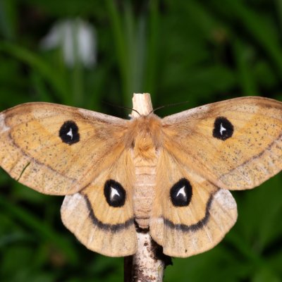 Aglia tau (martináč bukový), Augšperský potok