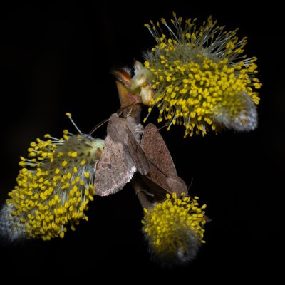 Orthosia cruda (jarnice menší), Hády - odkaliště