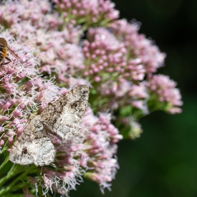 Alcis bastelbergeri (různorožec černopásý), SK, Štôla
