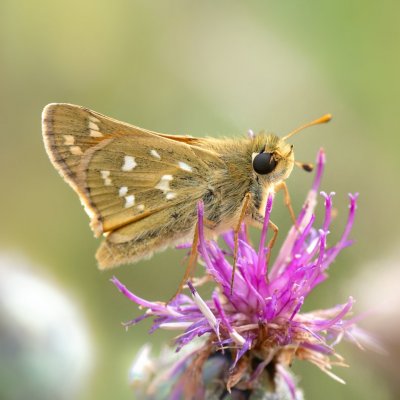 Hesperia comma (soumračník čárkovaný), PP Černice