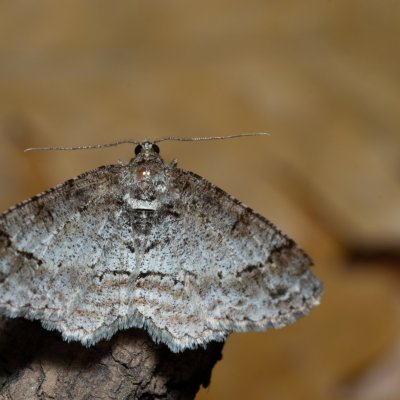 Paradarisa consonaria (různorožec lipový), Kývalka