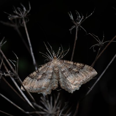 Hydria cervinalis (píďalka jarní), PP Kavky