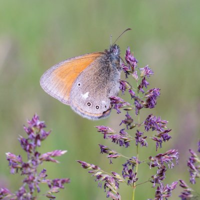 Coenonympha glycerion (okáč třeslicový), Čebínský kopec