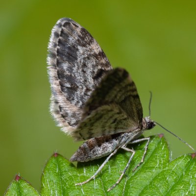 Eupithecia sp., Hády