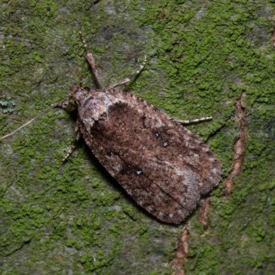 Agonopterix heracliana (plochuška bolševníková), Ždánický les