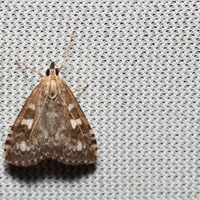 Udea olivalis (zavíječ běloskvrnný), Kateřinská jeskyně