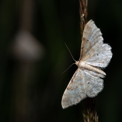 Idaea fuscovenosa (žlutokřídlec lesklý), Hrabětice
