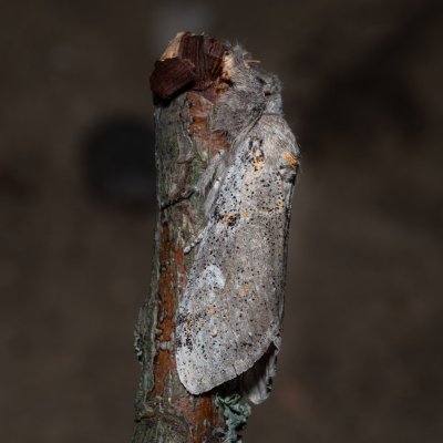 Dicallomera fascelina (štětconoš jetelový), PP Na cvičišti