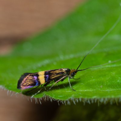 Adela croesella (adéla zdobená), Žebětín