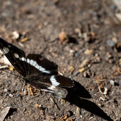 Limenitis camilla (bělopásek dvouřadý), Hády