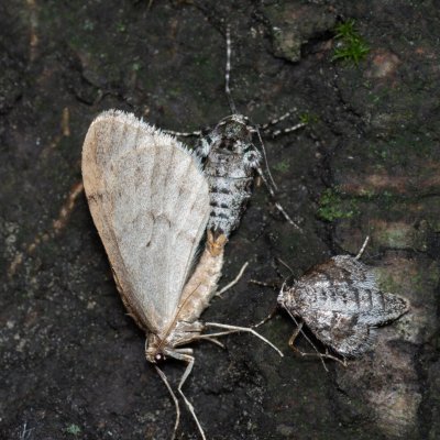 Operophtera brumata (píďalka podzimní), Operophtera fagata (píďalka lesní), Kývalka