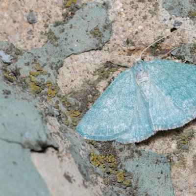 Pseudoterpna pruinata (zelenopláštník janovcový), Kývalka