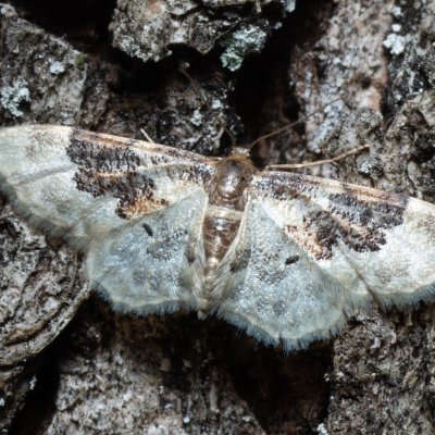 Idaea rusticata (žlutokřídlec polní), Žebětín