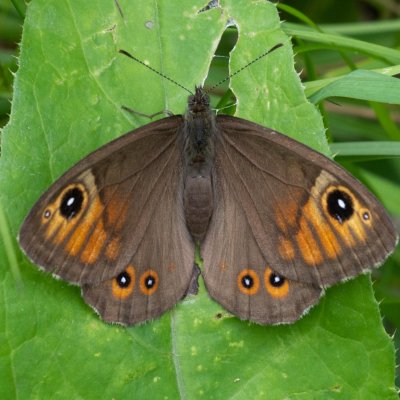 Lasiommata maera (okáč ječmínkový), SK, Štôla