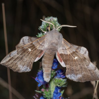 Laothoe populi (lišaj topolový), Hády - lesní lom