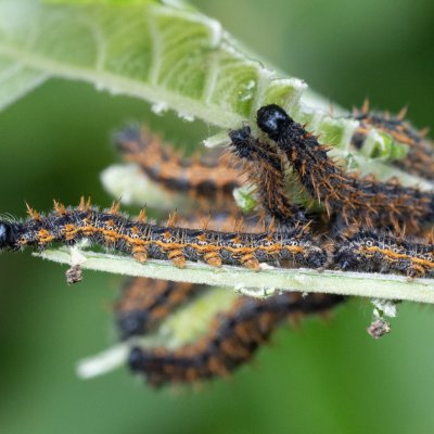Nymphalis polychloros (babočka jilmová), PR Kamenný vrch